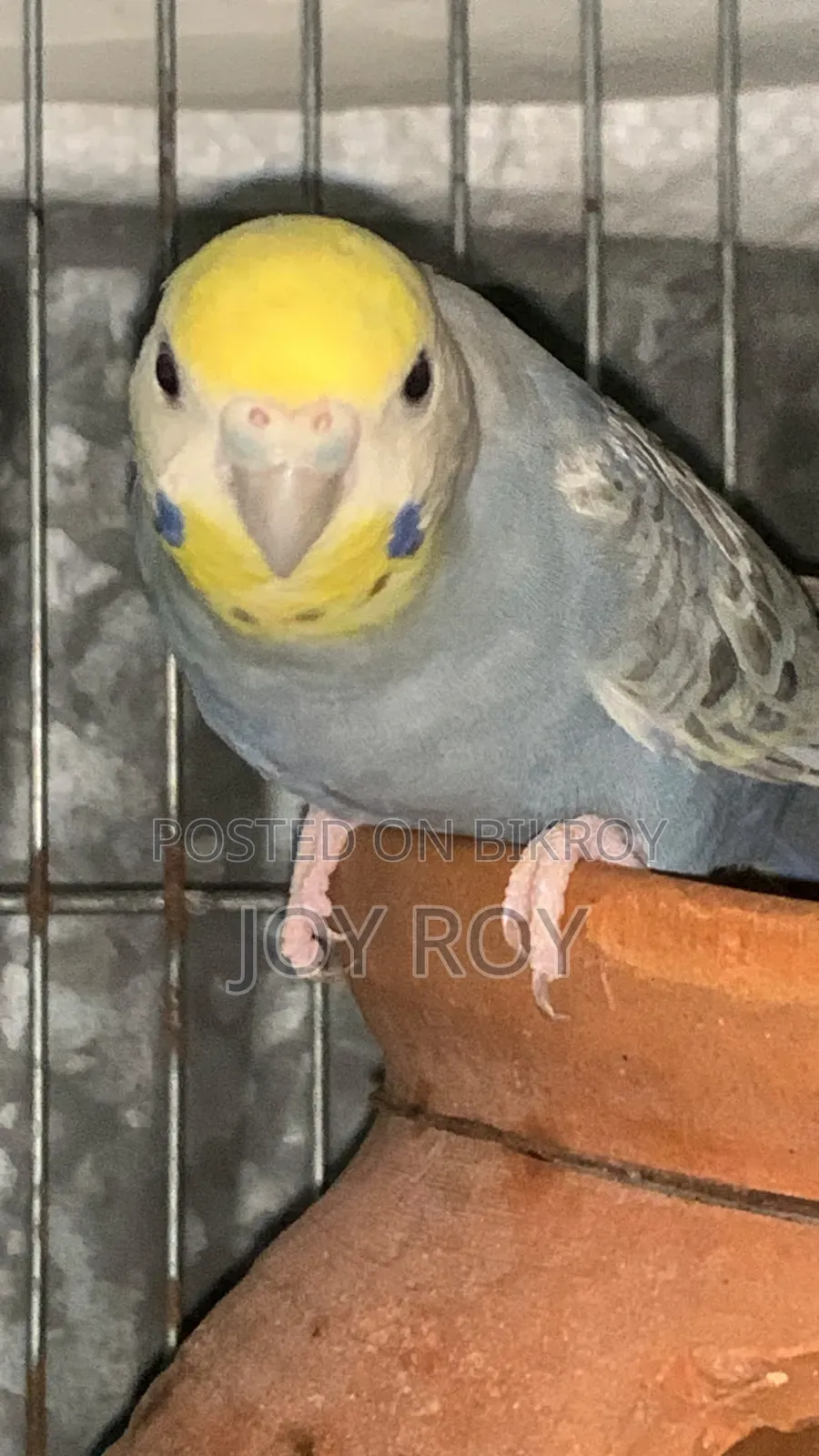 Bajis Bird