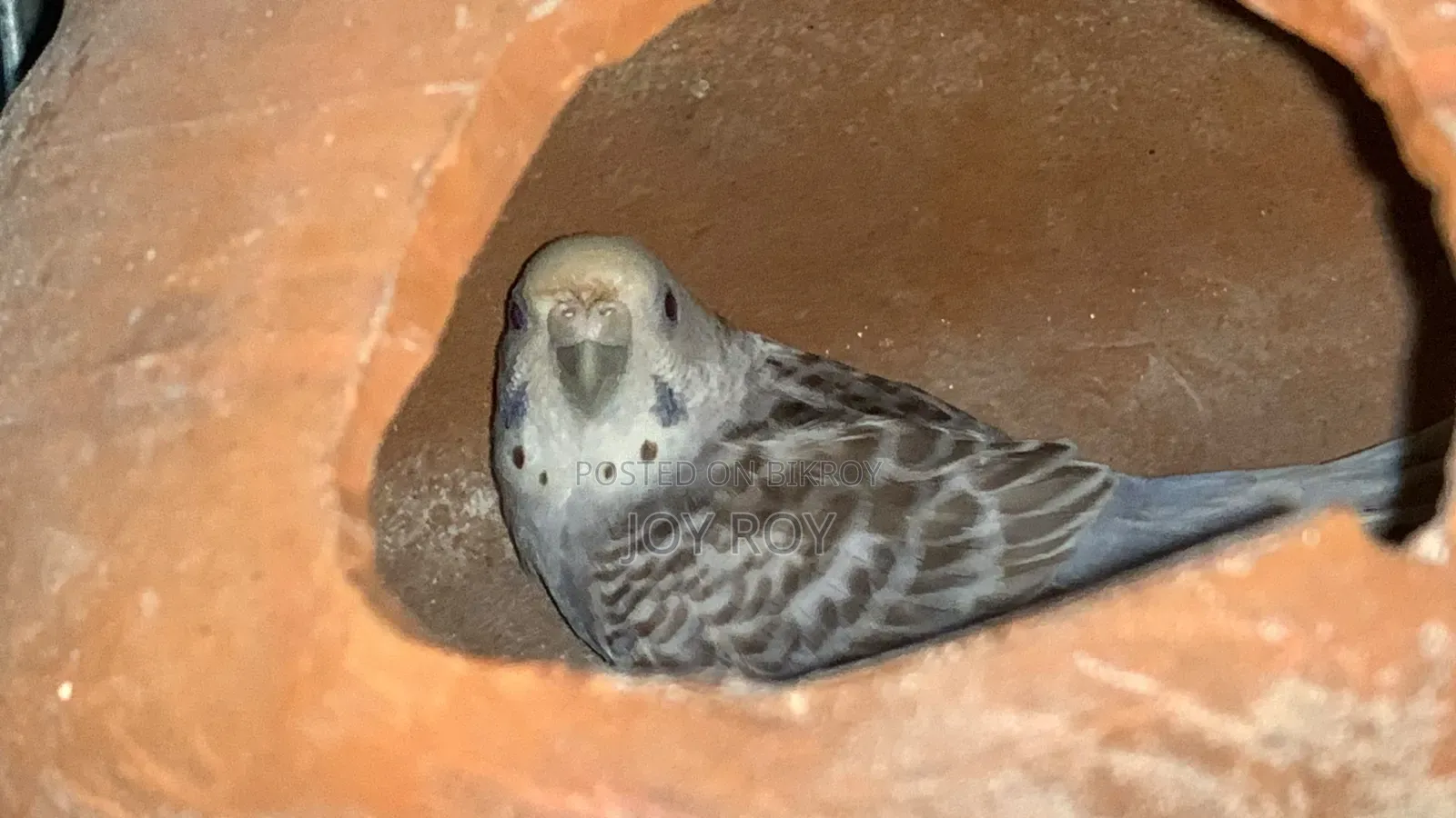 Bajis Bird
