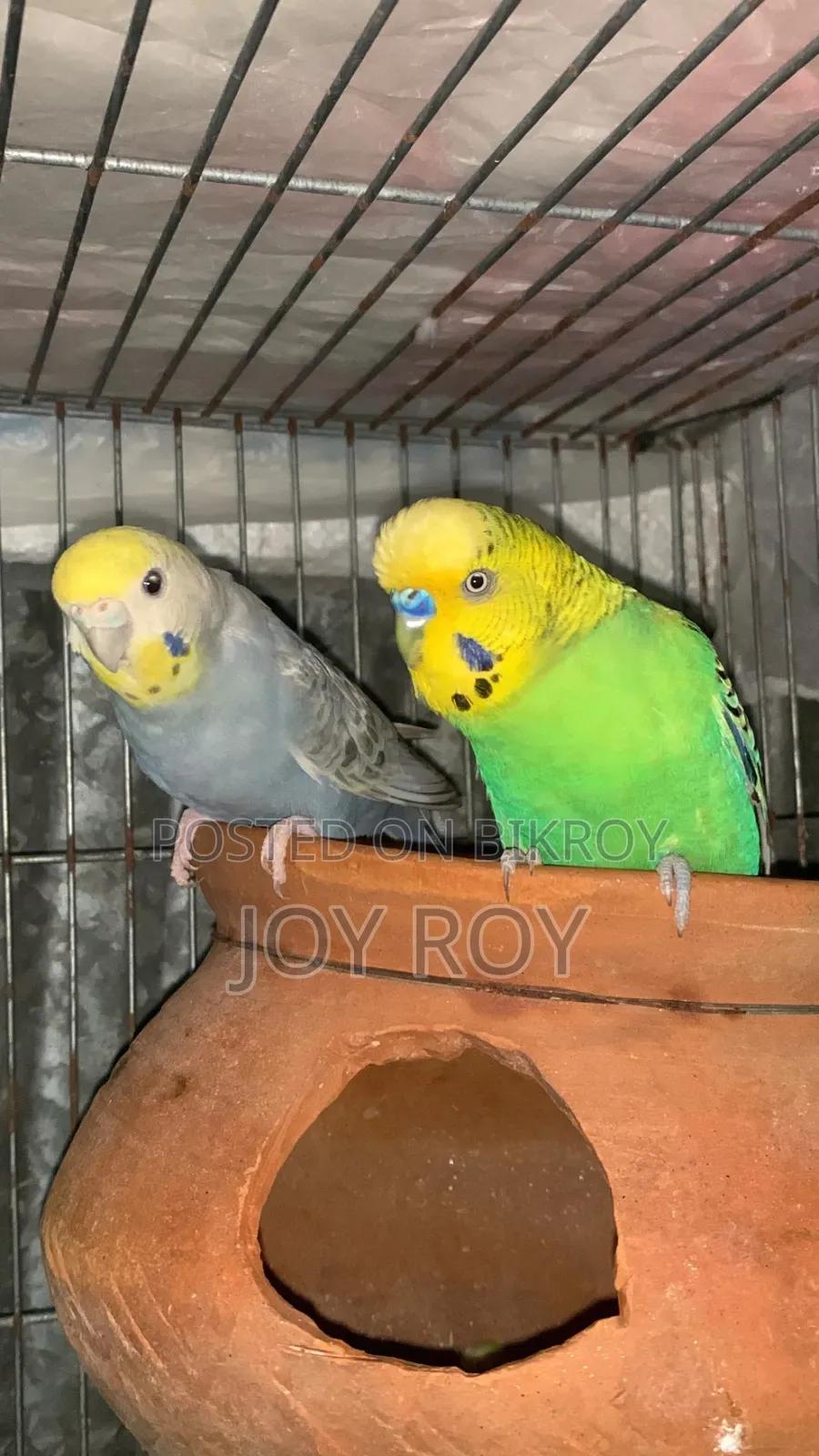 Bajis Bird