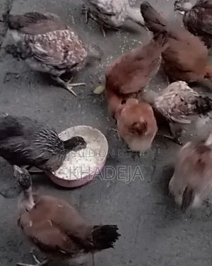 Chicks Sell