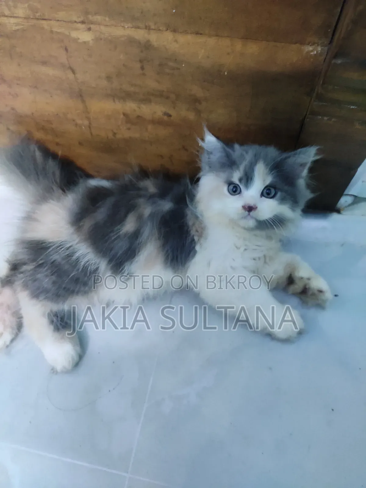 1-3 Months Female Purebred Persian
