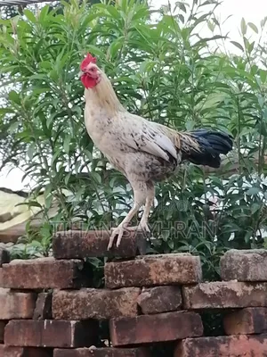 অরজিনাল দেশি মুরগি