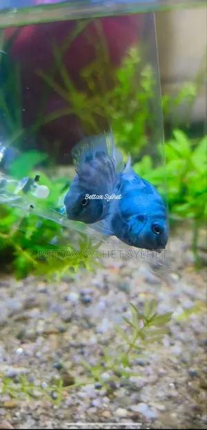 Snow White Polar Parrot Fish