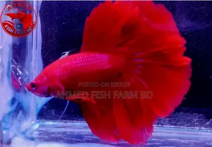 🔴 রেড বেট্টা — প্রিমিয়াম কোয়ালিটি 🐠