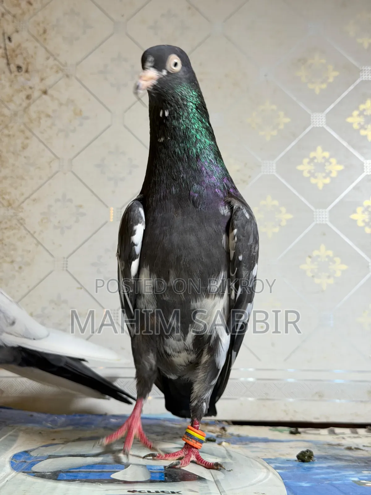 Royal Teddy Male