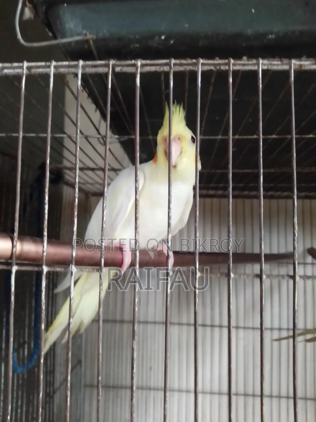 Cockatiel, Cockatiel