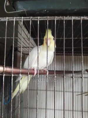 Cockatiel, Cockatiel