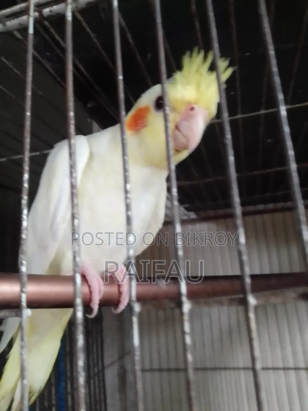 Cockatiel, Cockatiel
