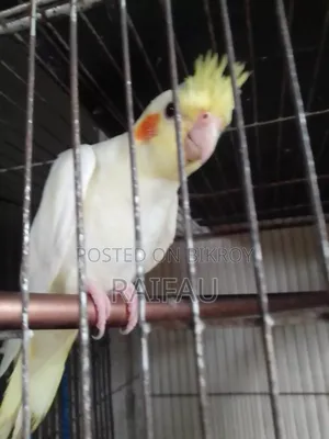 Cockatiel, Cockatiel
