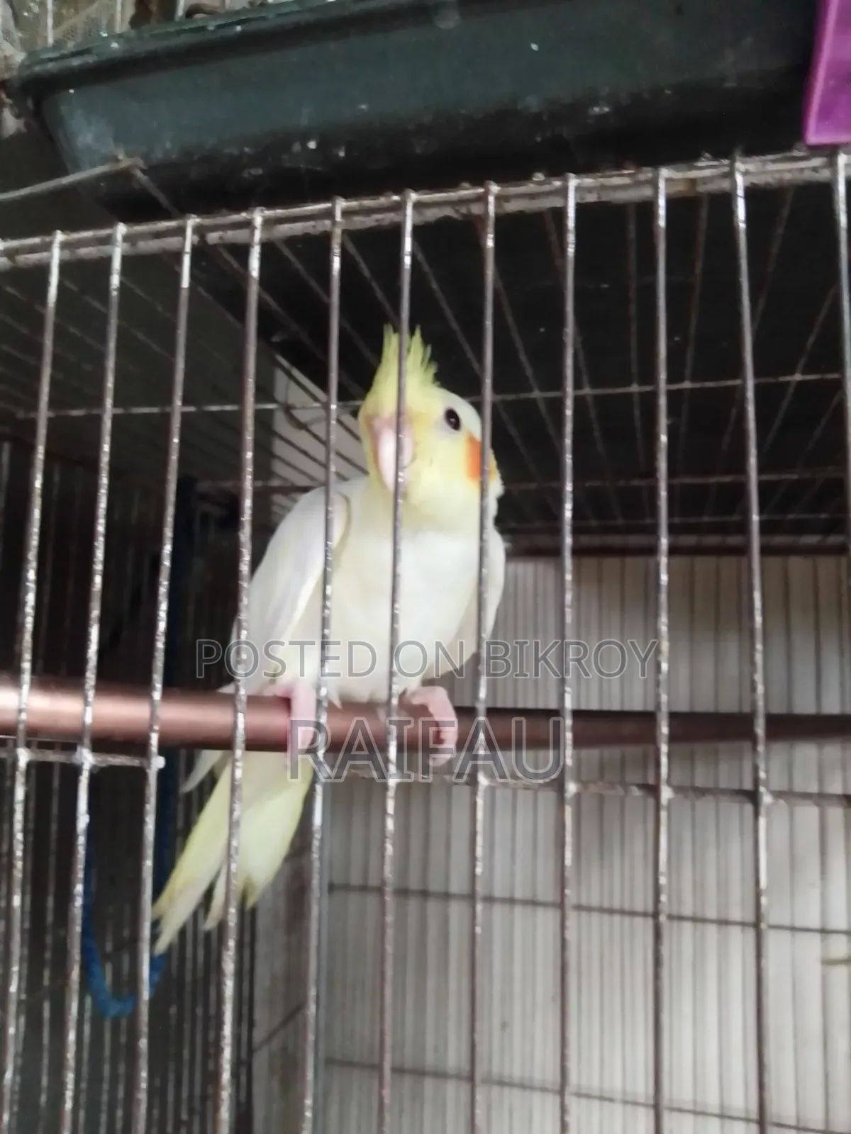 Cockatiel, Cockatiel
