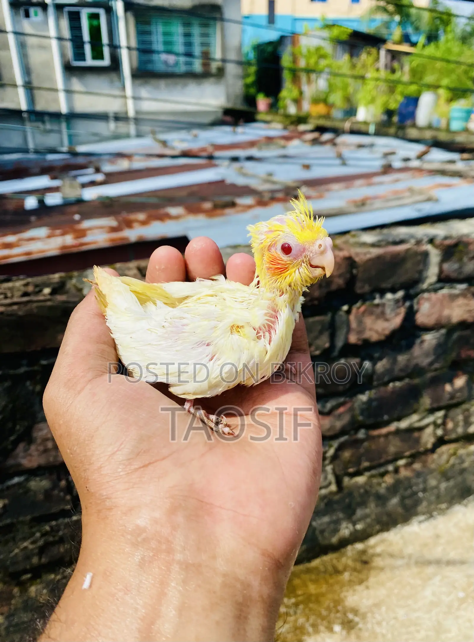Lutino Cockatiel Baby