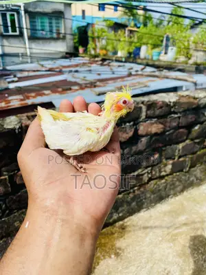 Lutino Cockatiel Baby