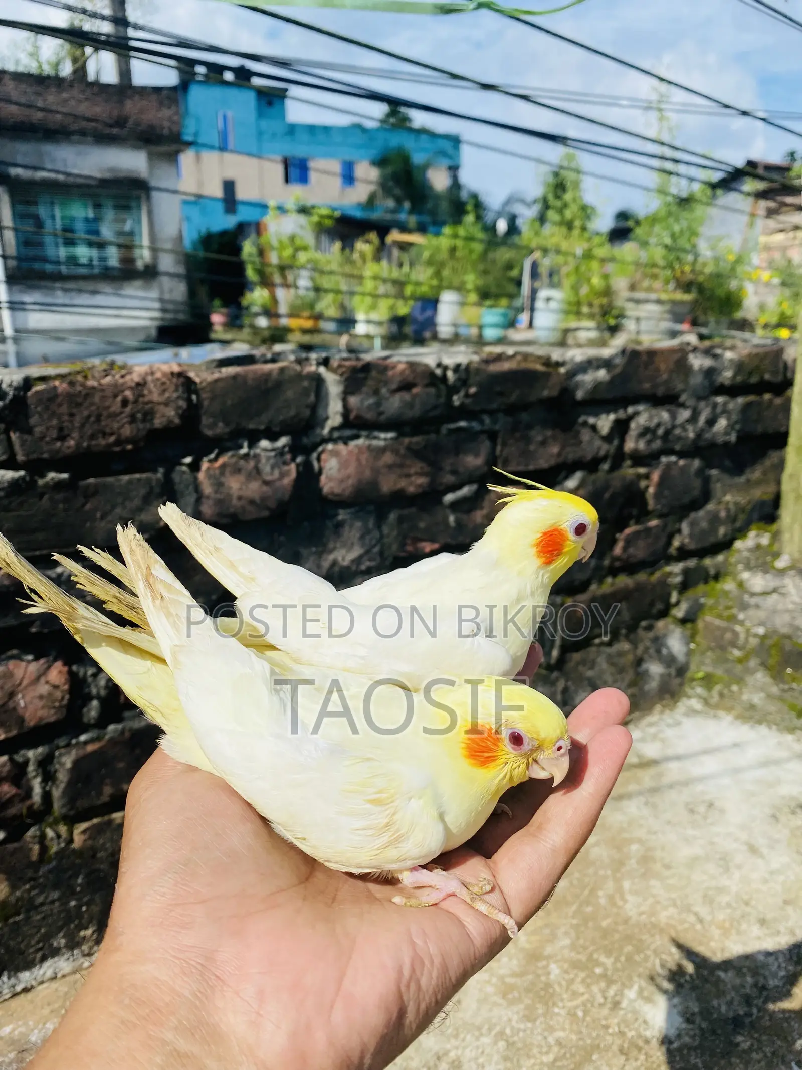 Lutino Cockatiel Baby