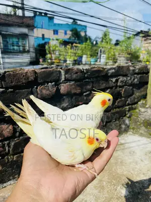Lutino Cockatiel Baby