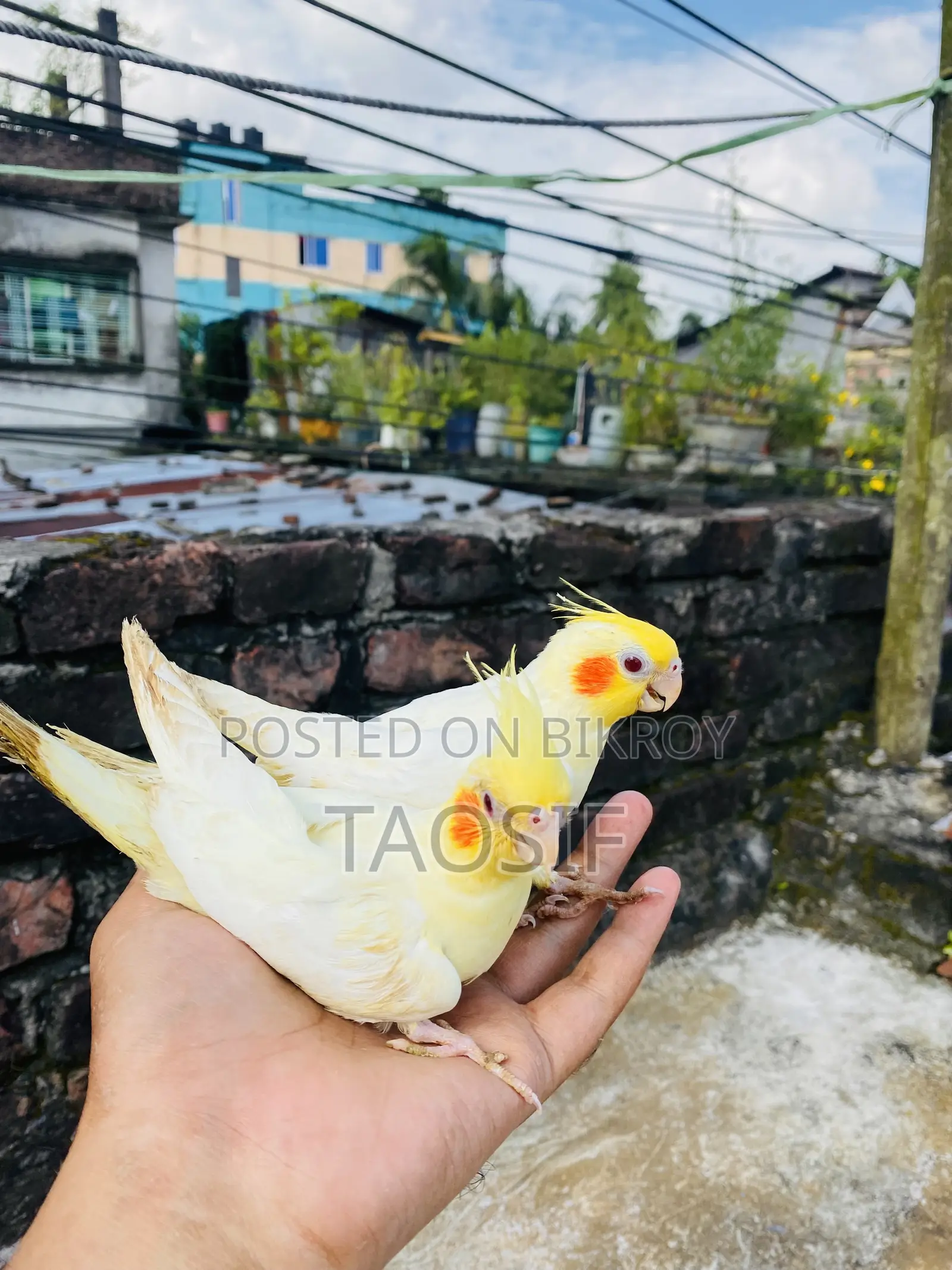 Lutino Cockatiel Baby