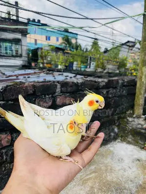 Lutino Cockatiel Baby