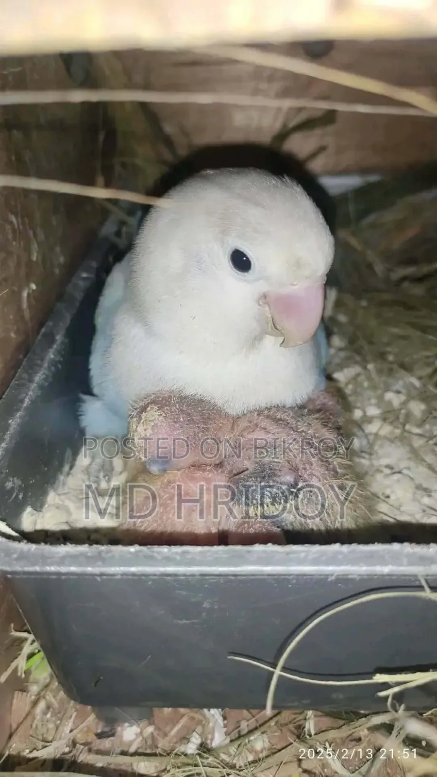Love Bird Male DNA Tested