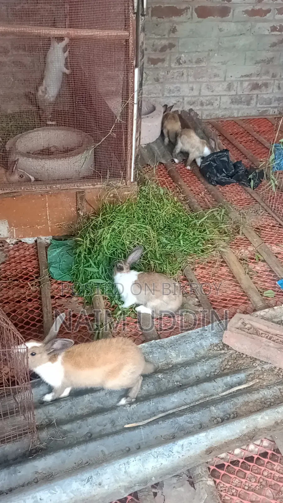 Baby Rabbit 1 piece