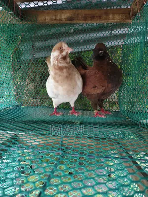 Active (Show King) Pigeons