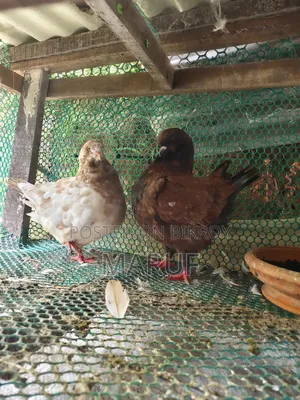 Active (Show King) Pigeons