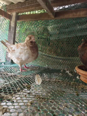 Active (Show King) Pigeons