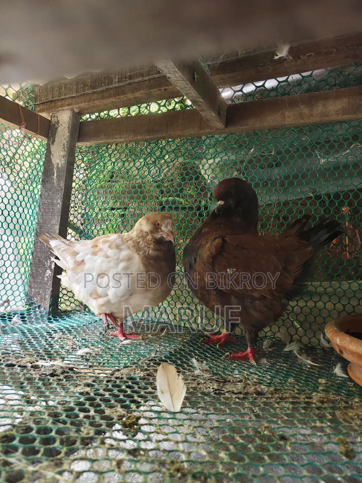 Active (Show King) Pigeons