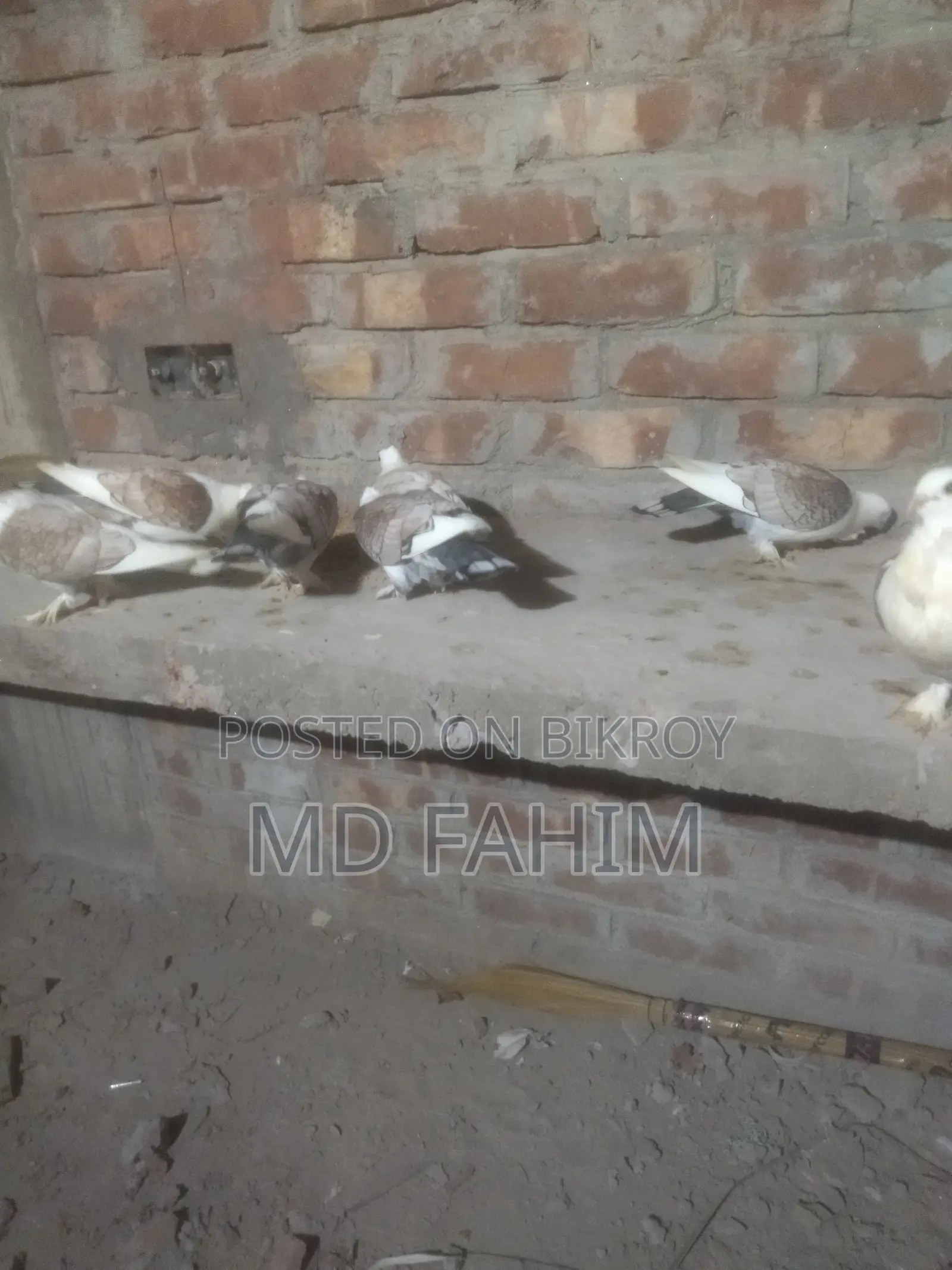 Satin Pigeon