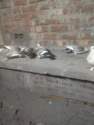 Satin Pigeon