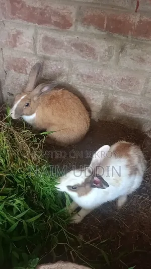 Running Pair Rabbits