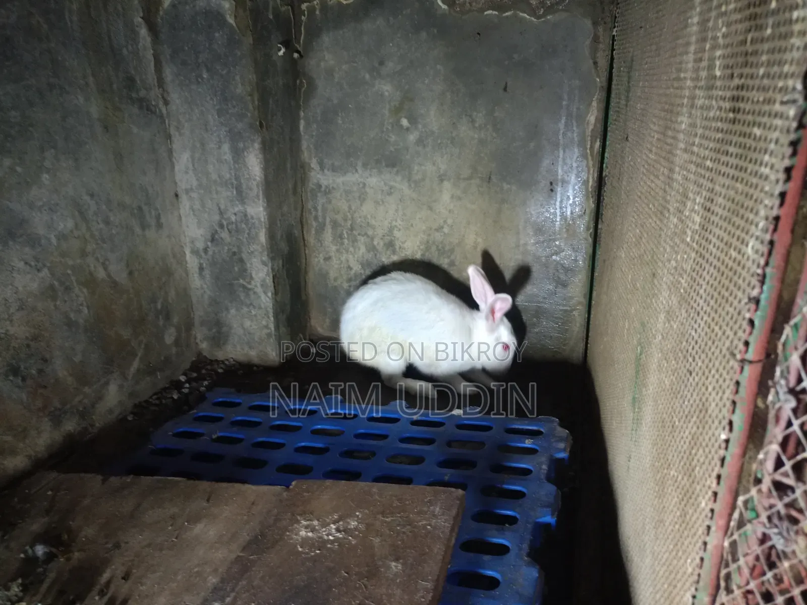 মেইল খরগোশ বিক্রি
