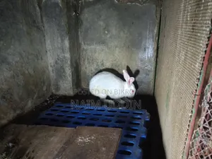 মেইল খরগোশ বিক্রি