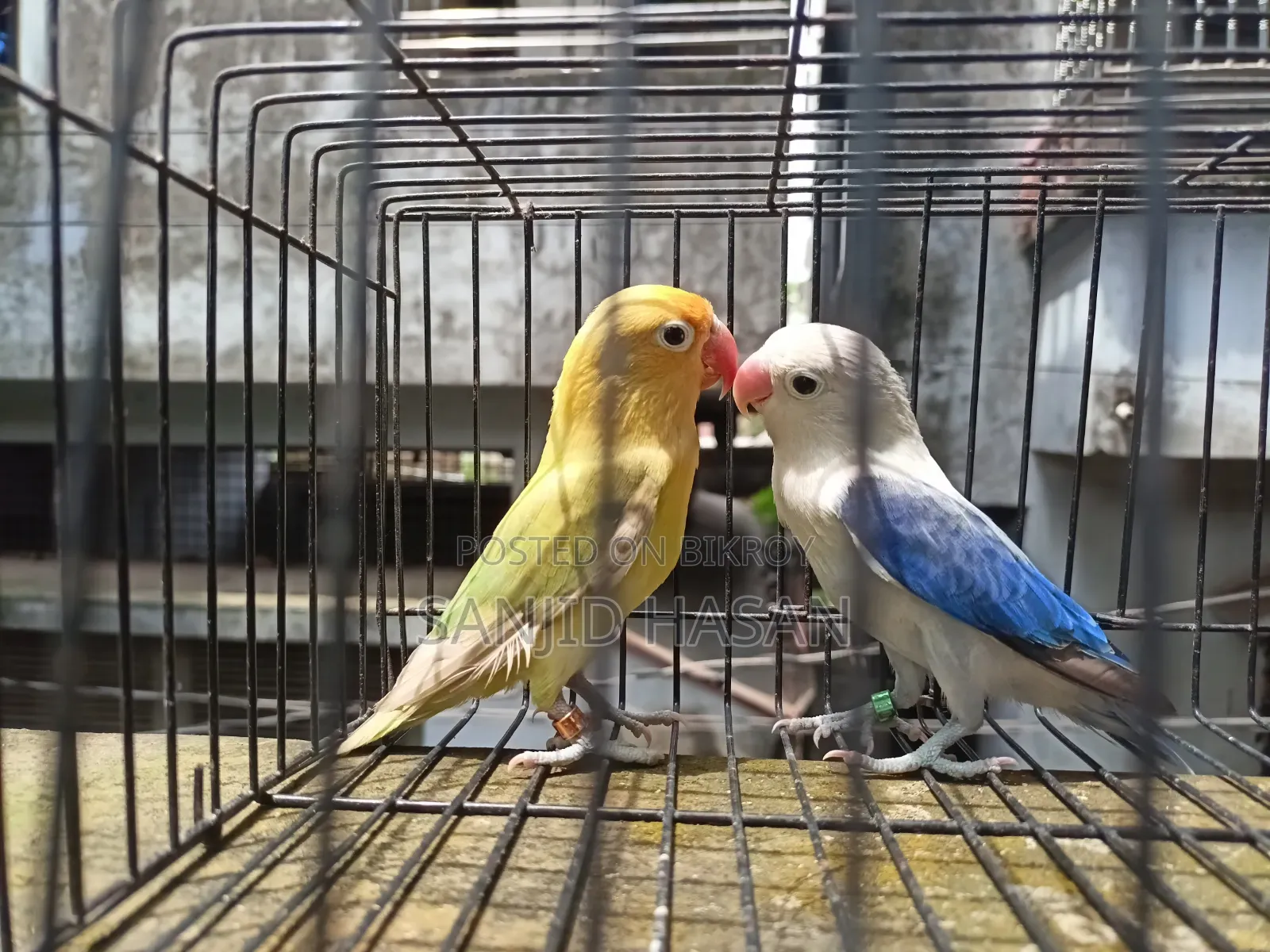 Love Bird Pair