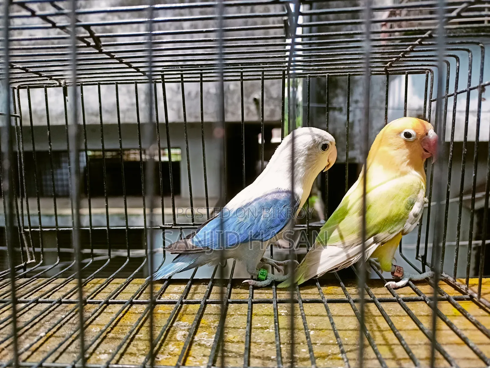 Love Bird Pair