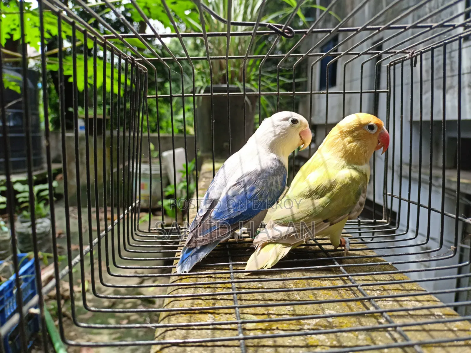 Love Bird Pair