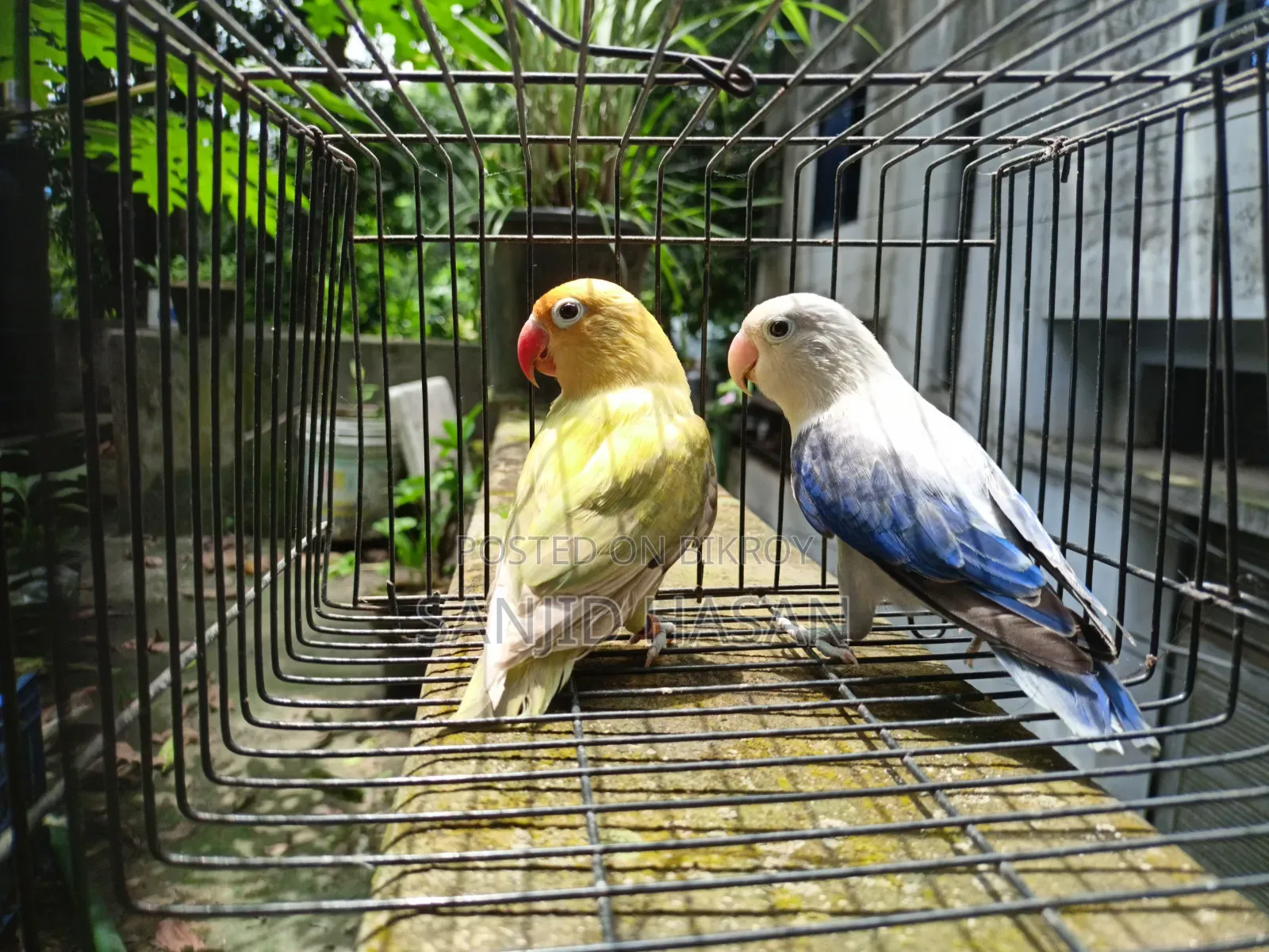 Love Bird Pair