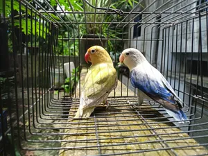 Love Bird Pair