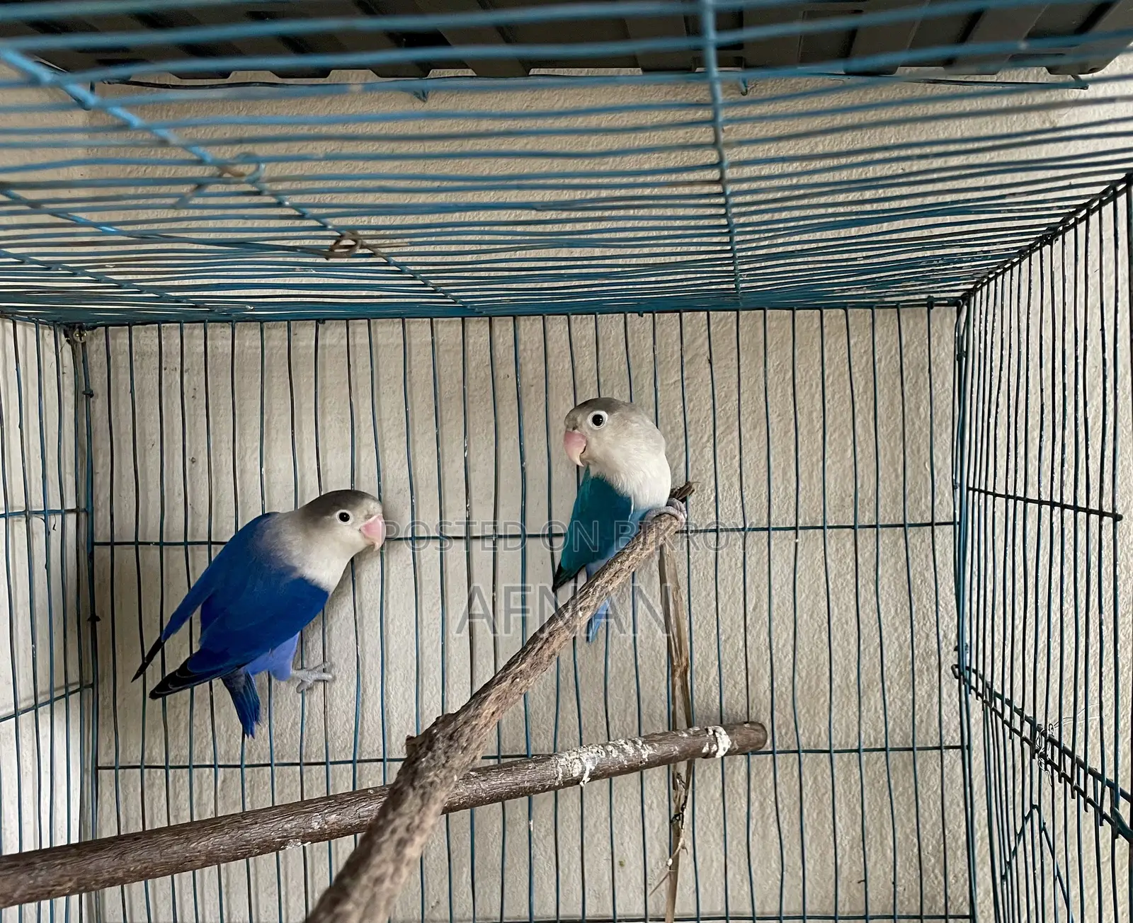 Blue Fischer Lovebird