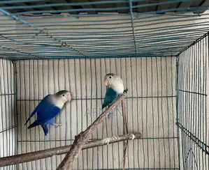 Blue Fischer Lovebird