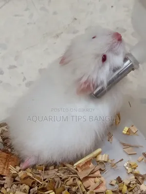 Syrian Hamster Long Hair