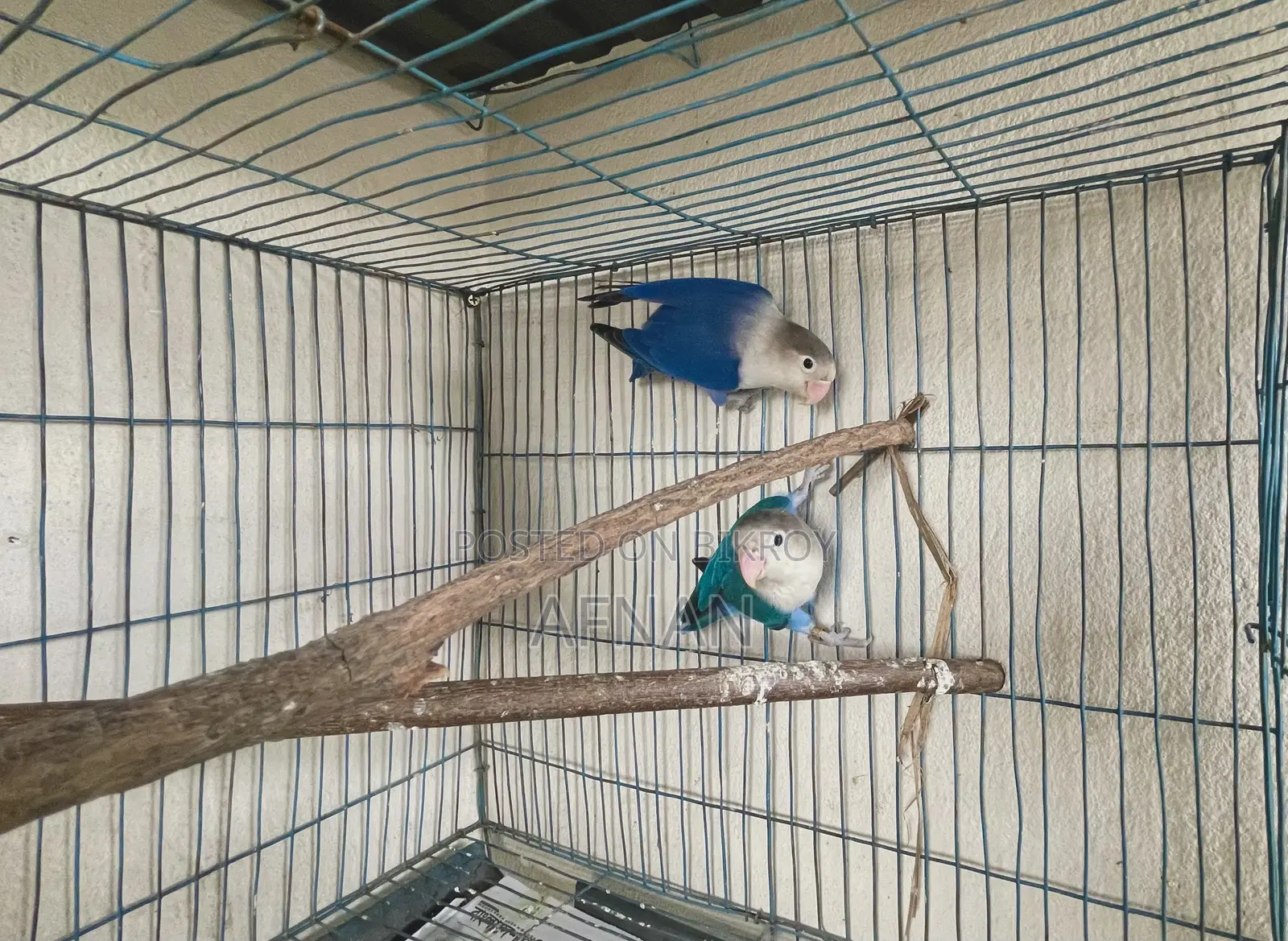 Blue Fischer Lovebird