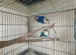 Blue Fischer Lovebird