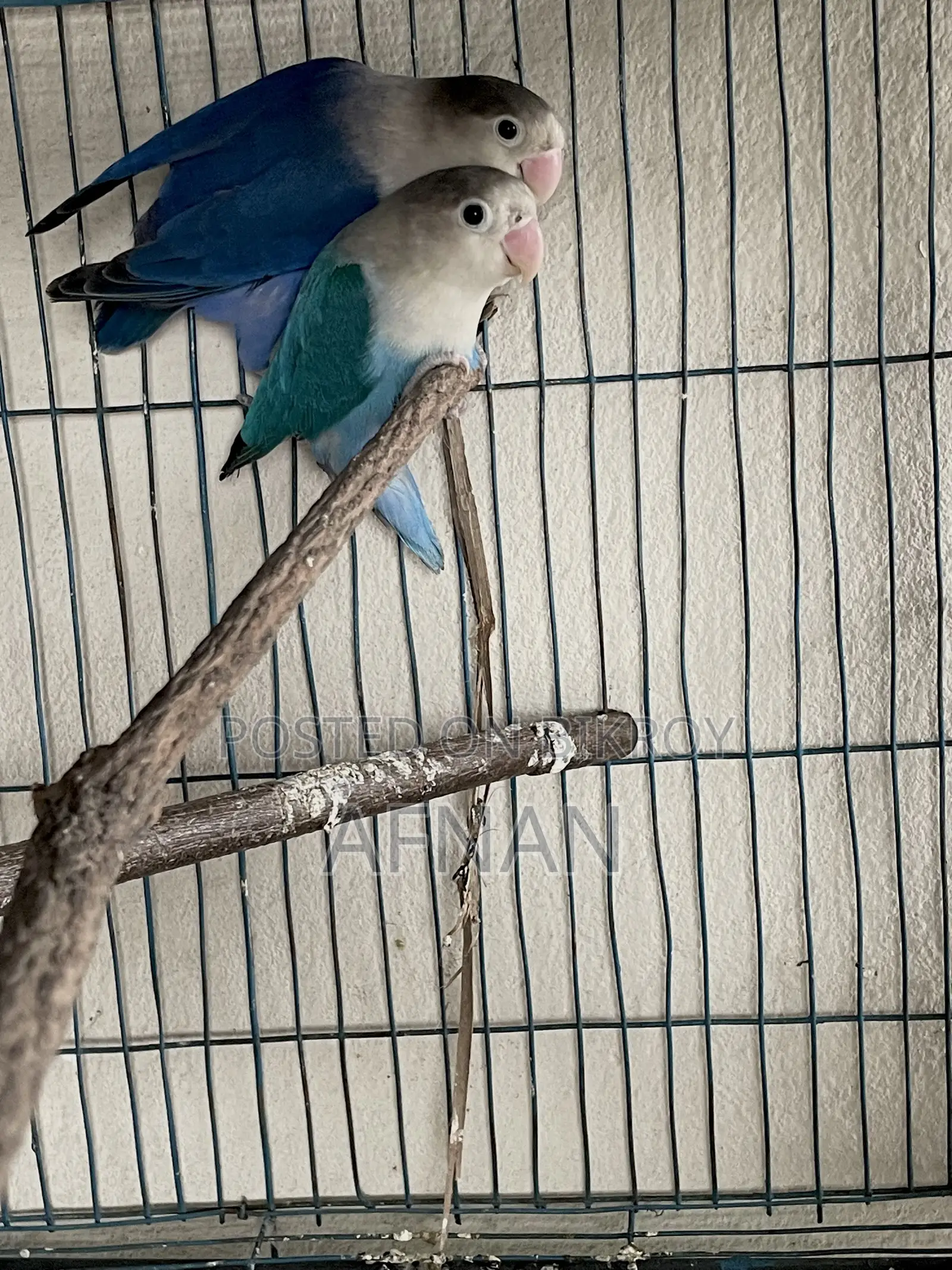 Blue Fischer Lovebird