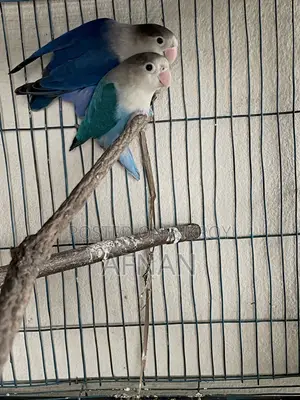 Blue Fischer Lovebird
