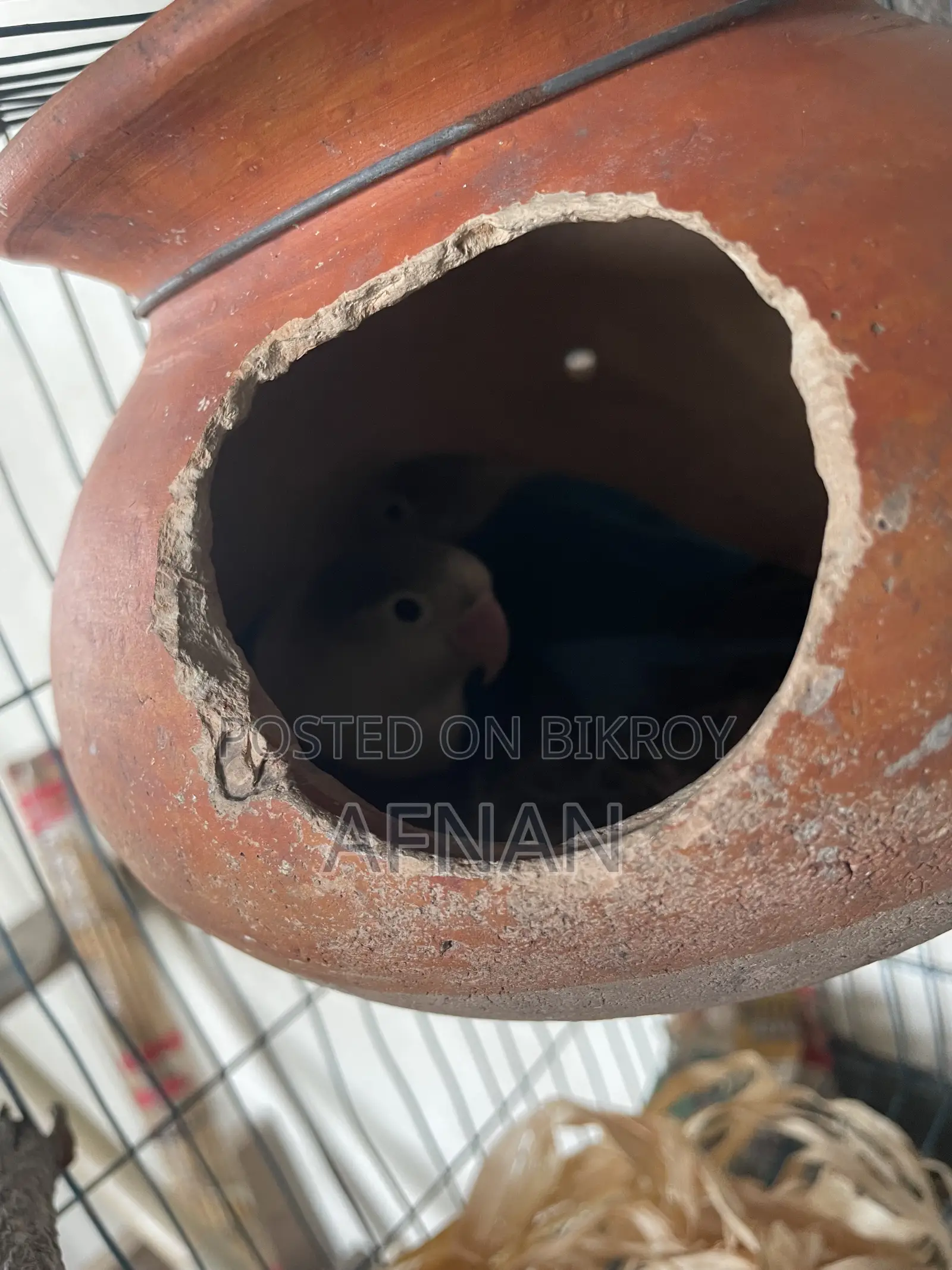 Blue Fischer Lovebird
