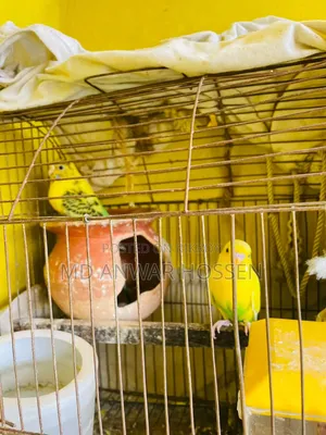 Running Budgerigar