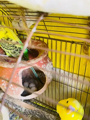 Running Budgerigar