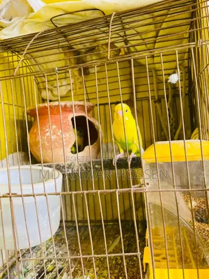 Running Budgerigar