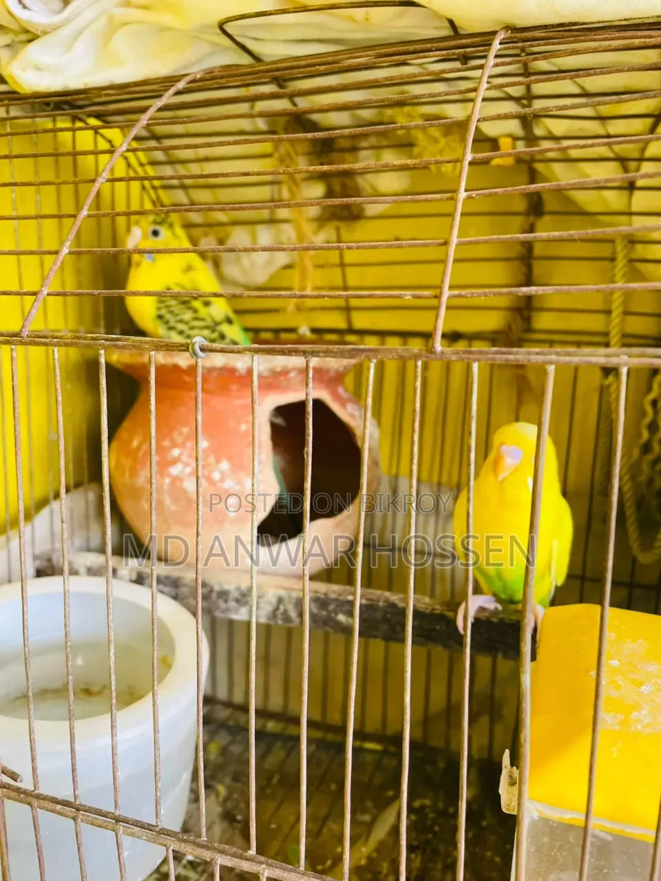 Running Budgerigar