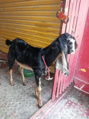 সুন্দর ২ টি তোতাপুরি জাতের ছাগল বিক্রি হবে