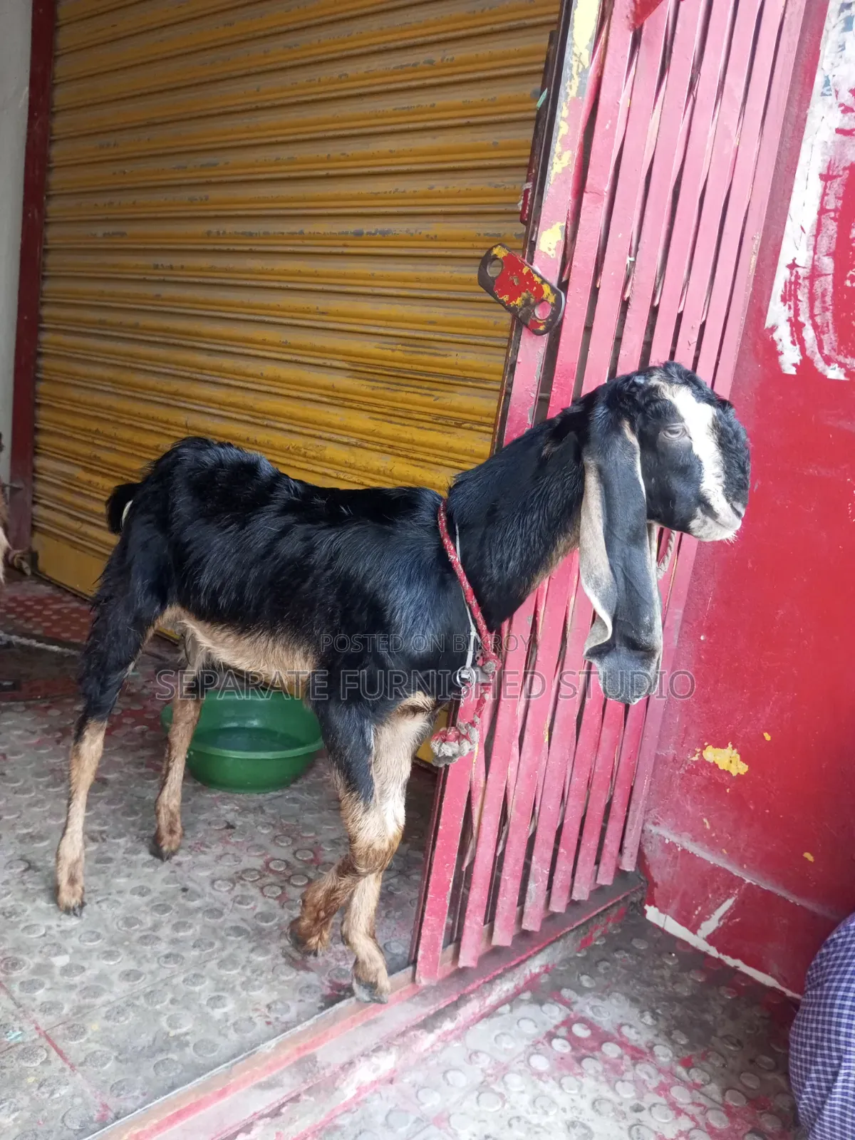 2 Beautiful Totapuri Goats for Sale